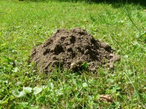 Taupinière Stop aux Taupinière dans les jardin
